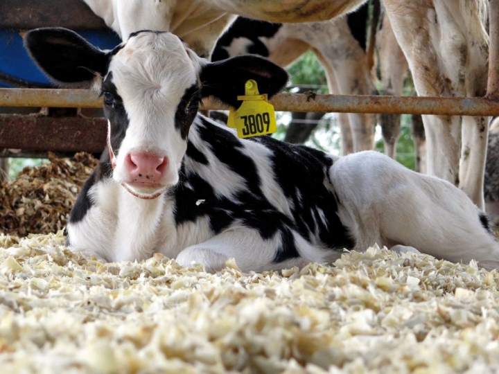 Risco de morte de bezerras é 2,25 vezes maior em casos de colostragem ineficiente