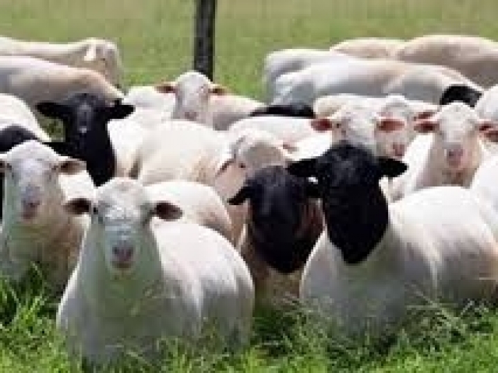 Mapa investirá R$ 7 milhões em inovação tecnológica na produção de caprinos e ovinos no Nordeste