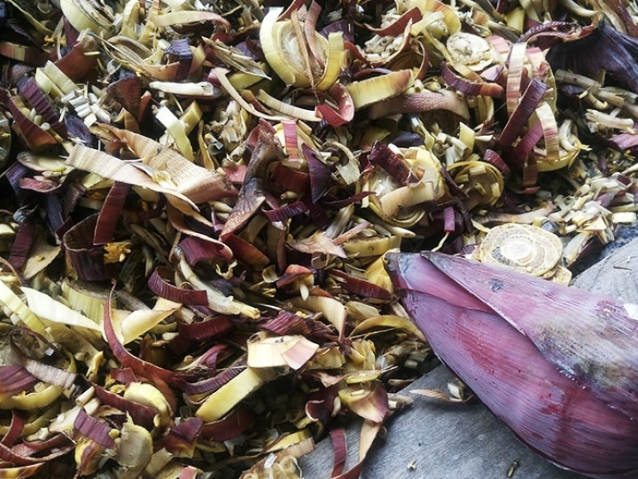 Biomassa: Resíduos da bananeira em prato biodegradável