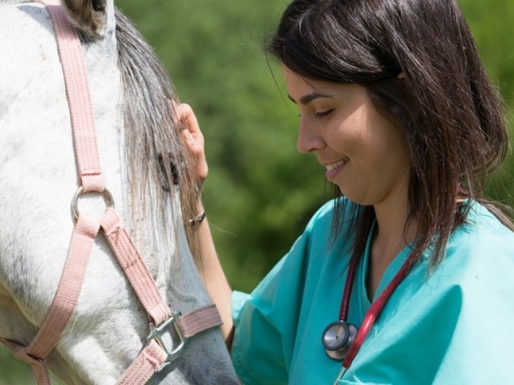 Novo sistema do Mapa vai agilizar atendimento de emergências veterinárias