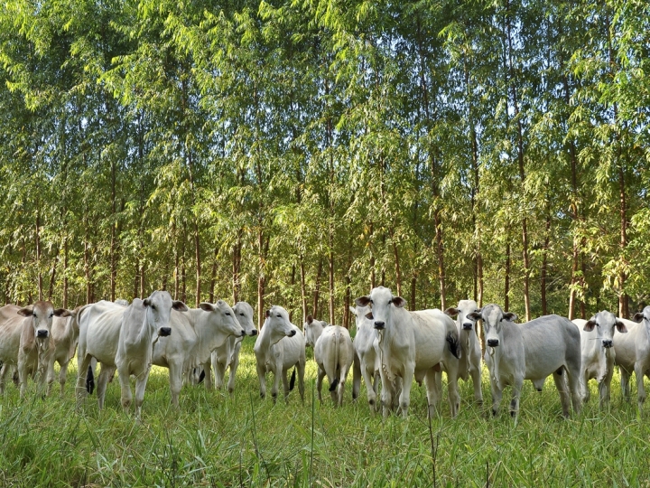 Brasil e Alemanha: 40 milhões de euros para agropecuária sustentável