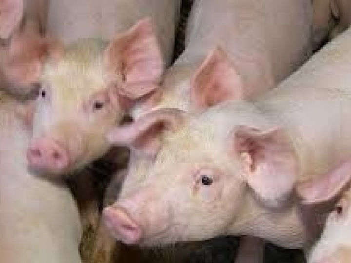 Comissão técnica é criada para debater ações preventivas à peste suína africana