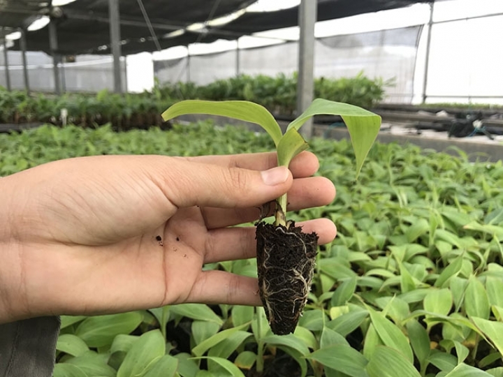 Hidroponia para mudas de banana 