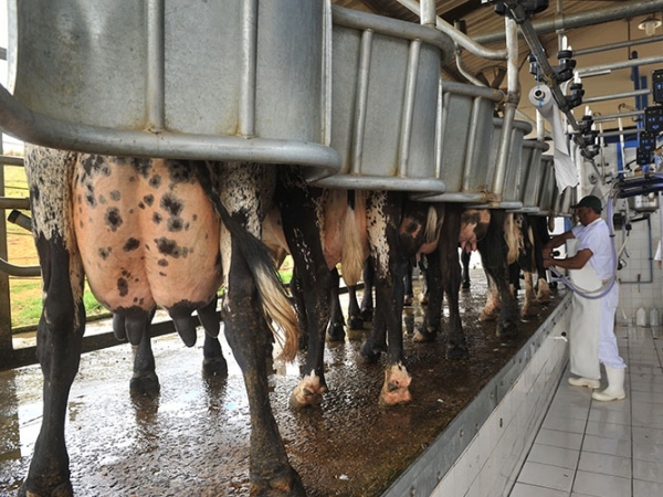 Foto: Embrapa Gado de Leite