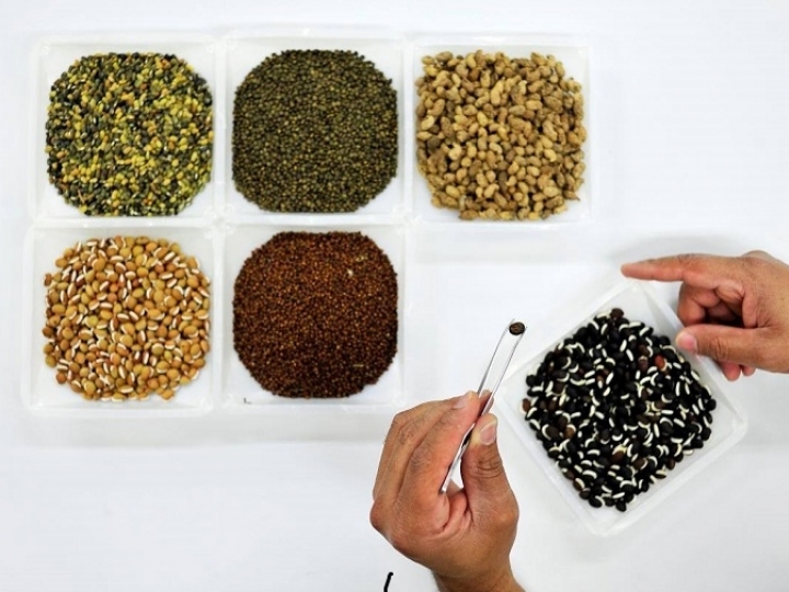 Brasil enviará remessa de sementes para o Banco Mundial de Sementes de Svalbard