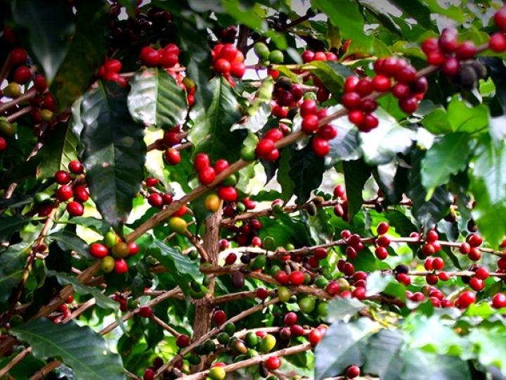 Safra de café impulsionada pela bienalidade positiva em 2020