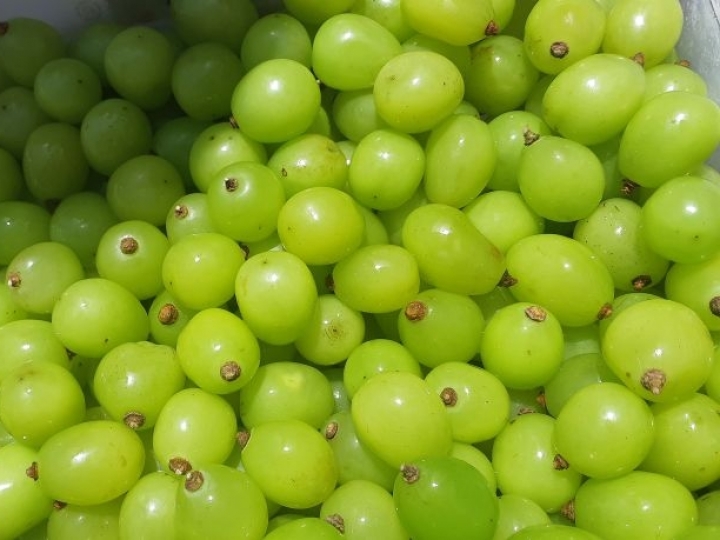 Primeira uva gourmet do Brasil é de São Paulo