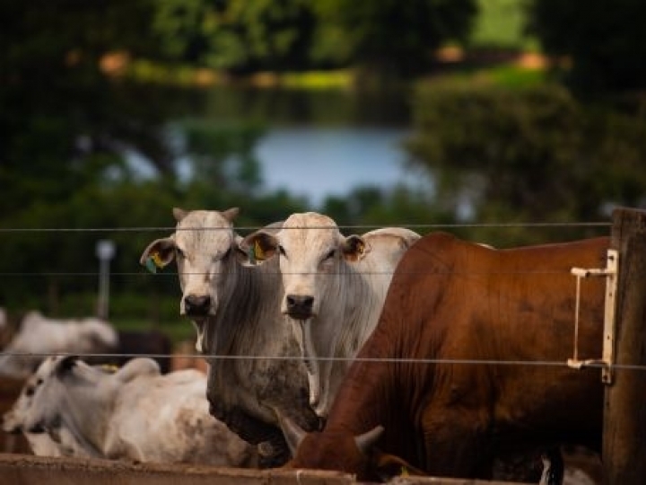 Metodologia IZ para identificar alelo A1 em leite A2 