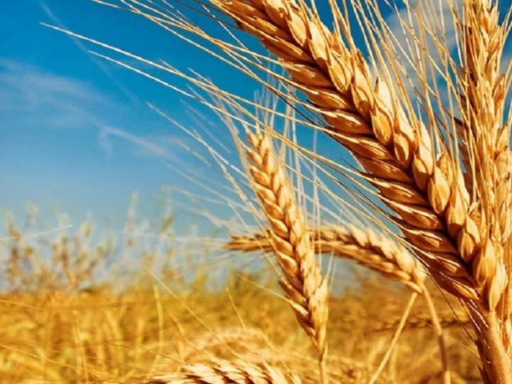 Conjuntura mundial de trigo eleva preços em mais de 25% nos últimos 60 dias