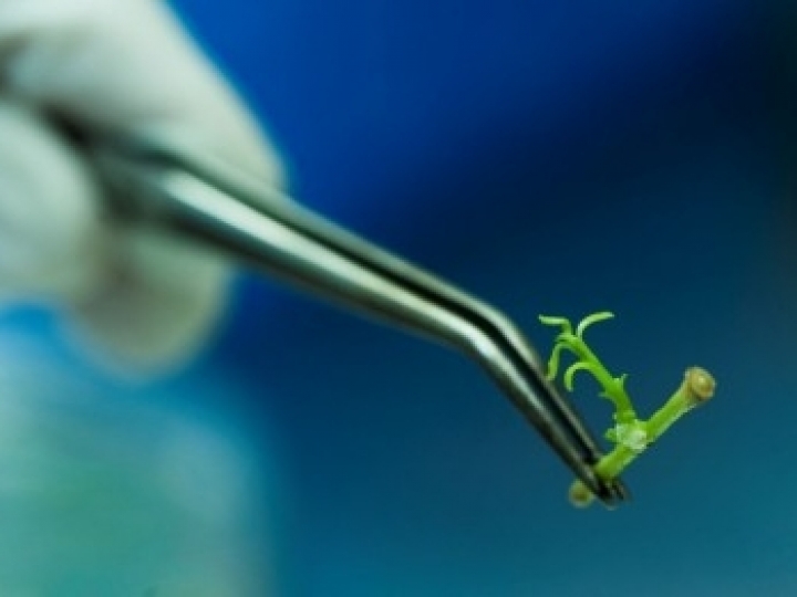 Biotecnologia pode tornar agricultura resiliente às mudanças no clima