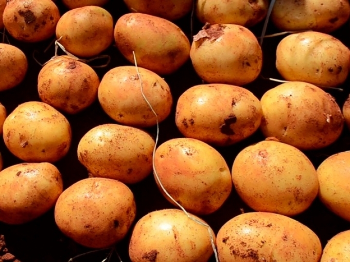 PepsiCo tem 100% de sua produção de batata sustentável 