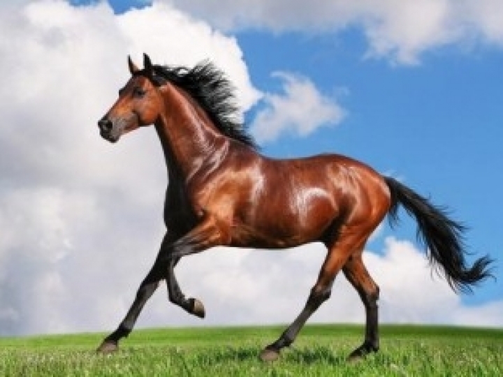 Mapa proíbe o uso de aditivos para desempenho de animais