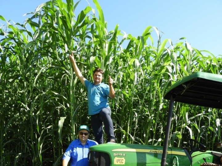 Sorgo gigante será apresentado no Showtec 2020