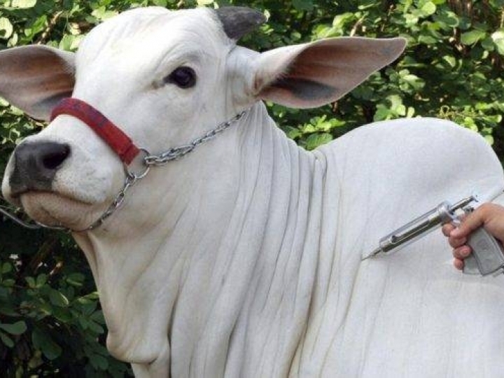 Mais de 84 milhões de animais foram vacinados contra febre aftosa no país