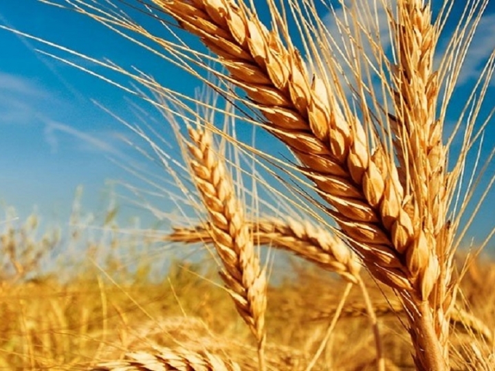 Bons preços de mercado devem incentivar produção de trigo em São Paulo