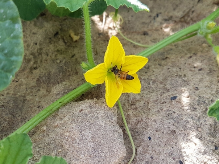 Abelhas escolhem flores de melão pelo cheiro