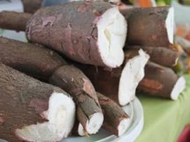 Clones de mandioca com alta produtividade e alto teor de amido