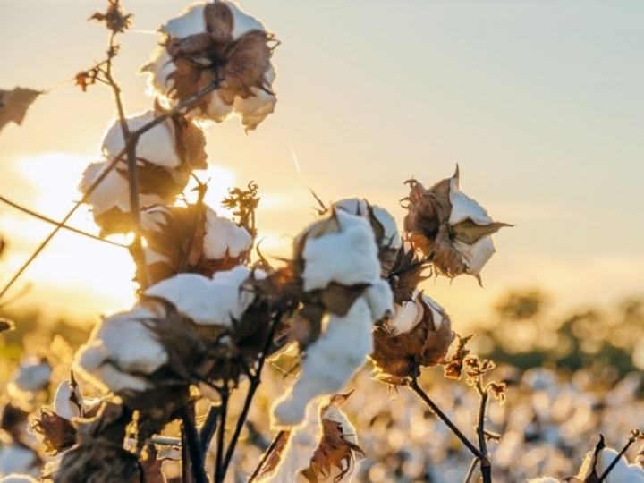 Municípios produtores de algodão, milho e soja têm maiores valores de PIB per capita
