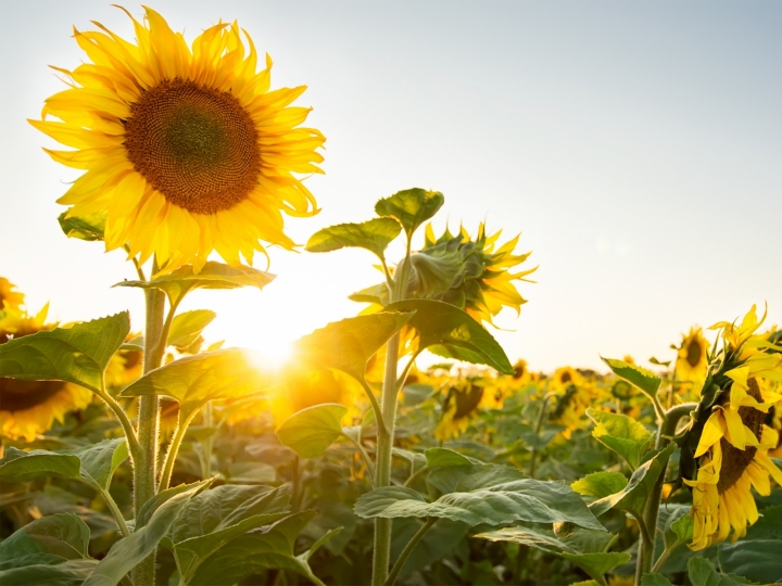 Área cultivada de girassol diminui em Mato Grosso
