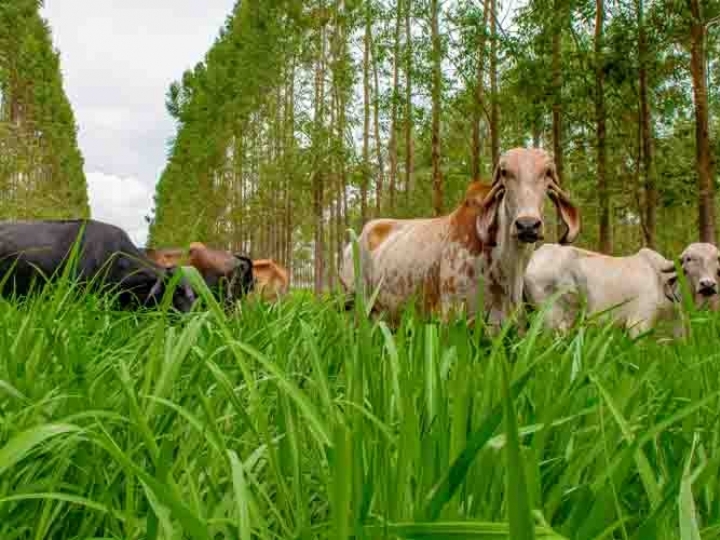 Vacas que pastejam na sombra produzem quatro vezes mais embriões