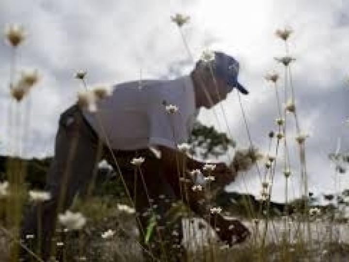Fertilizantes com aminoácidos auxiliam na superação de adversidades na produção agrícola