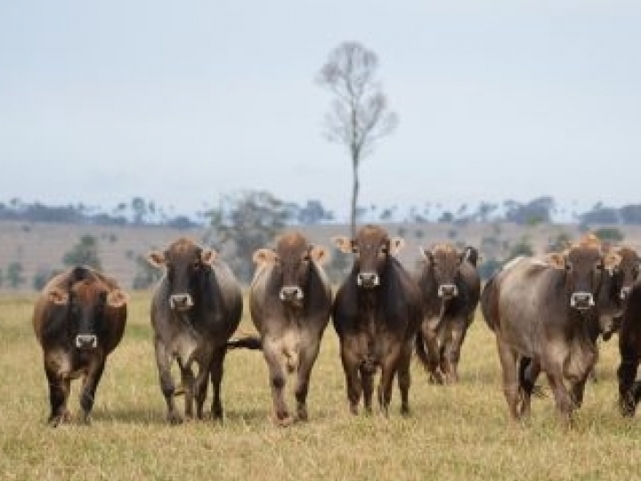 Regras para avaliação de produtividade de animais