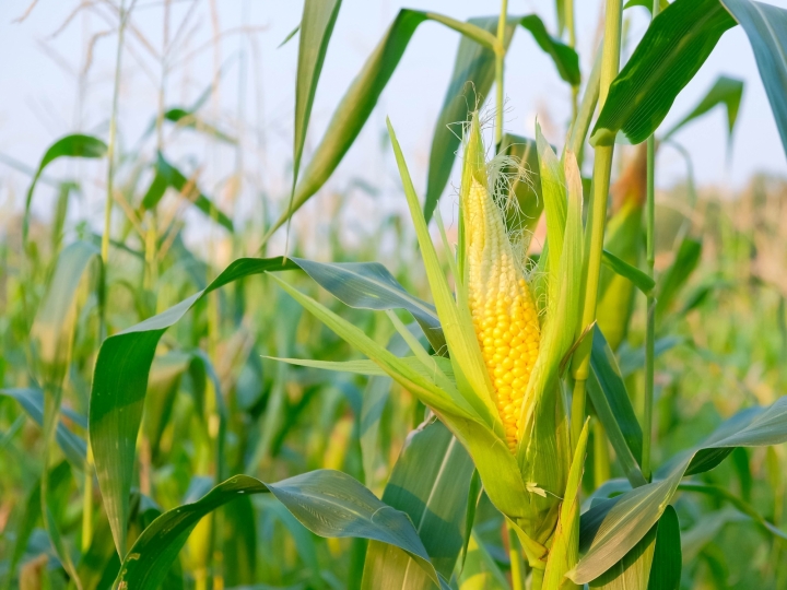 Estrutura das raízes é essencial para boa produção de milho na safrinha