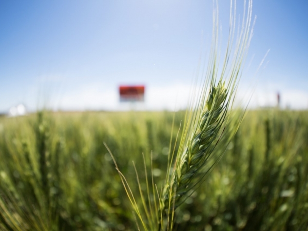 Foto: Divulgação Biotrigo - Rafael Czamanski