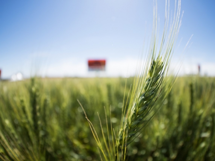 Como controlar as infestações de aveia e azevém