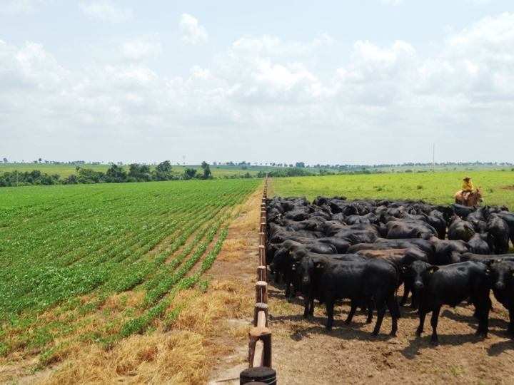 Valor bruto da produção deve crescer 10,6% em 2020