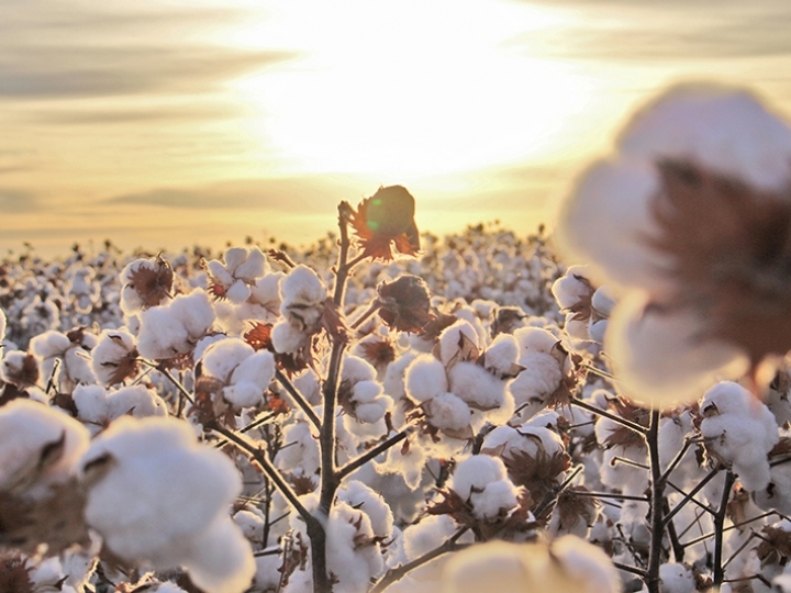 Clima favorece cultura do algodão