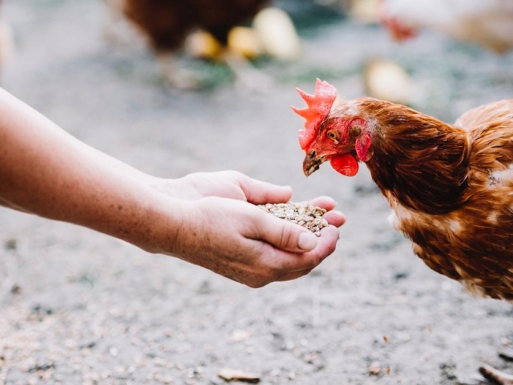 Como a nutrição de precisão pode contribuir na produção de carne de frango