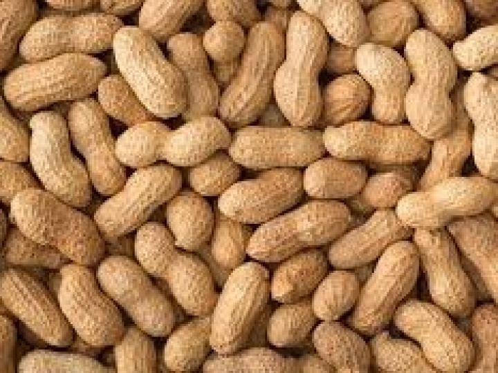 Safra histórica de amendoim aumenta confiança mesmo em cenário de crise