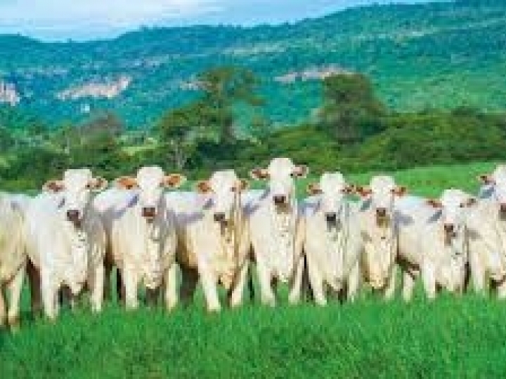 Pecuária 4.0: ABS promoverá webinários gratuitos sobre tecnologias