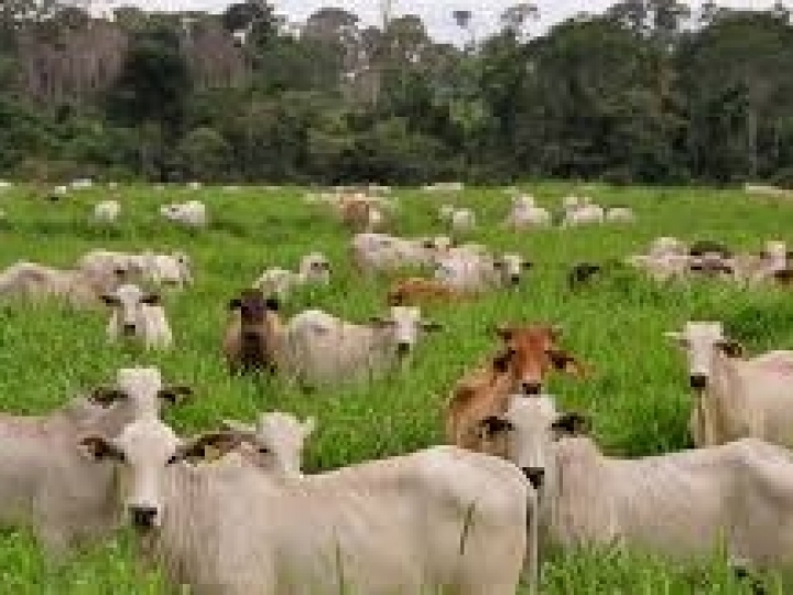 VBP é estimado em R$ 689,97 bilhões para 2020