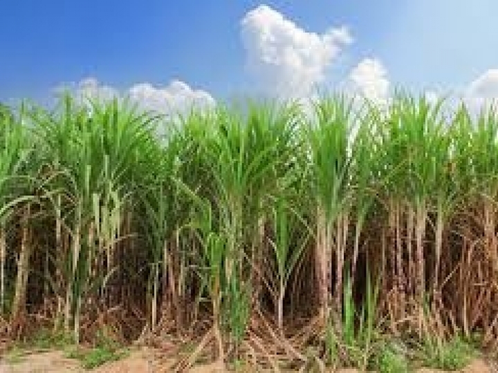 Câmbio e pequena redução de área cultivada provocam leve queda no mercado de defensivos agrícolas
