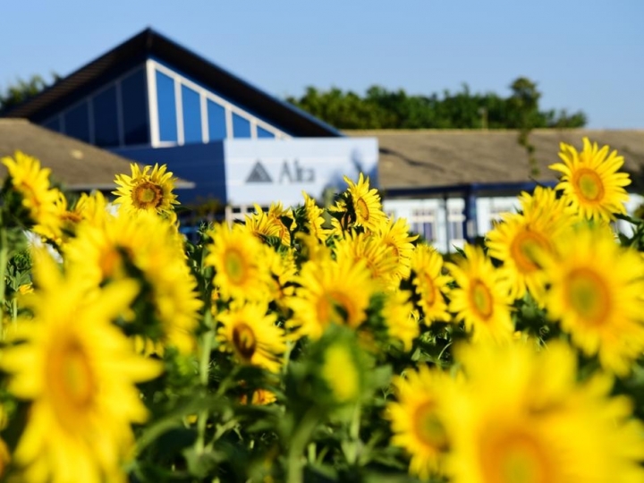 Alta suspende visitas ao campo de girassóis 
