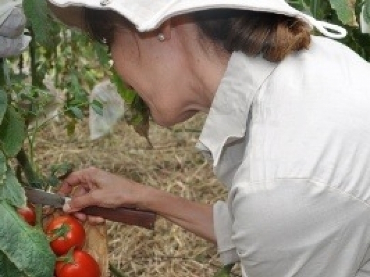 Syngenta endossa o pioneirismo de seu pipeline e apresenta novas tecnologias para proteção de cultivos e tratamento de sementes