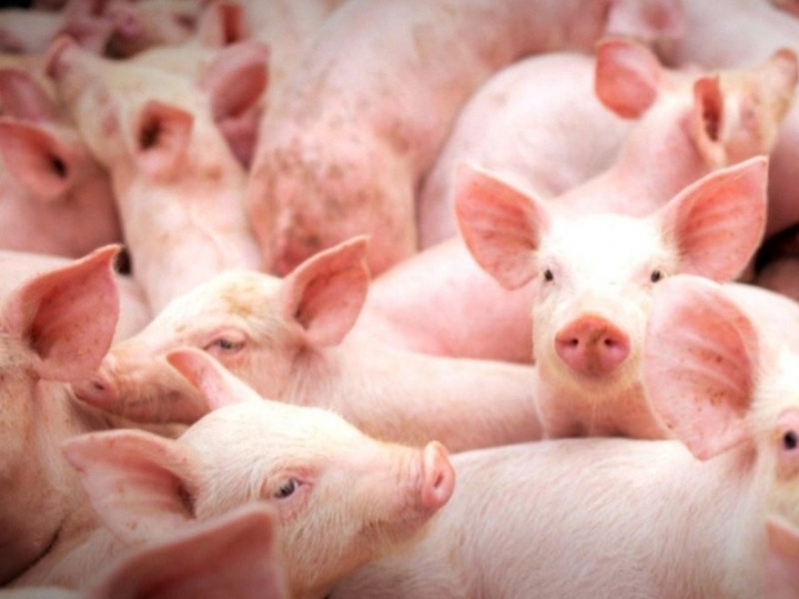 Protocolo vacinal de matrizes – para a proteção das fêmeas e dos leitões