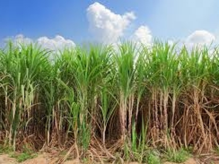 Queda no faturamento com etanol 