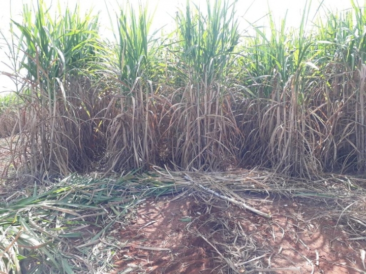  Fertilizante favorece produtividade de agricultor 