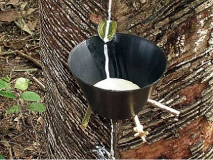 CNA e IEA lançam índice de preço de importação da borracha natural