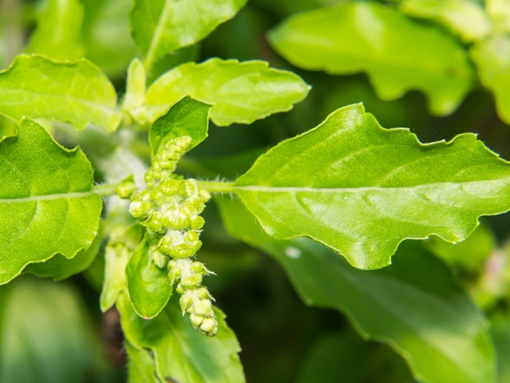 Óleo de manjericão apresenta potencial para controlar lagartas