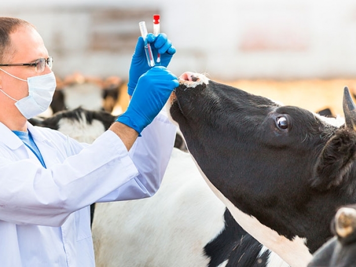 Cadastramento de médicos veterinários para a vacinação contra brucelose já pode ser feito on-line