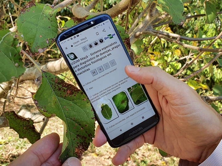 Software auxilia diagnóstico virtual de problemas no cultivo de maçã, morango e pêssego