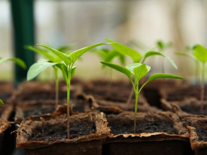 Syngenta e Novozymes lançam fungicida biológico exclusivo