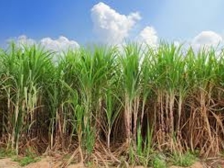 Atvos mantém produtividade na safra 2019/2020 