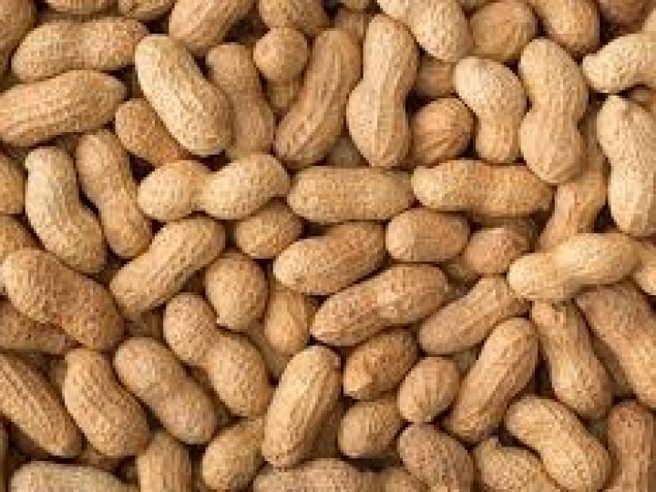 Zoneamento do amendoim e do consórcio milho com braquiária de 1º safra