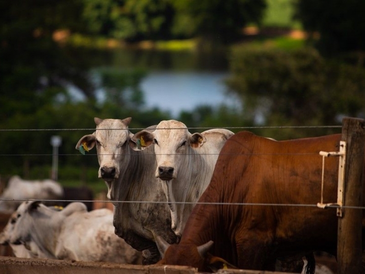 Coronavirus bovino (BCov) é diferente do vírus da Covid-19