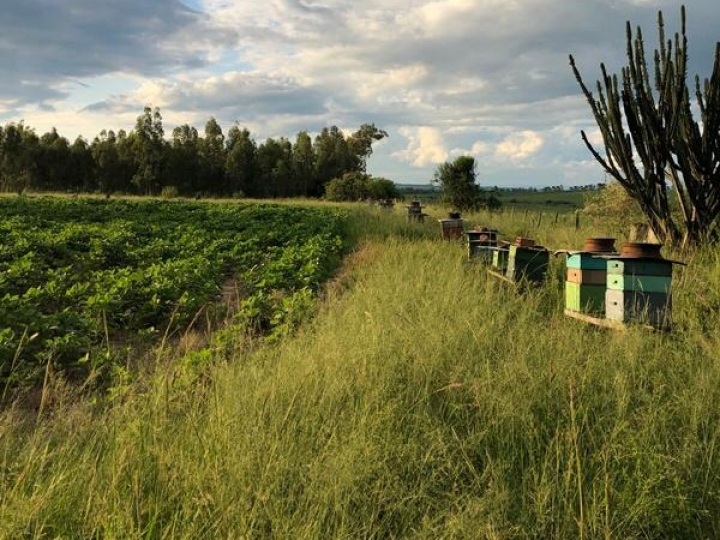 Colmeia Viva aprimora Assistência e caem mortalidade de abelhas